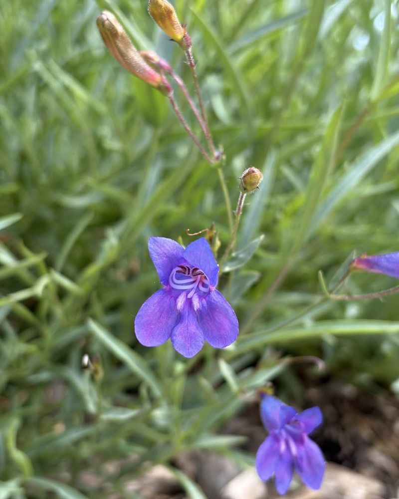 Foothill Penstemon