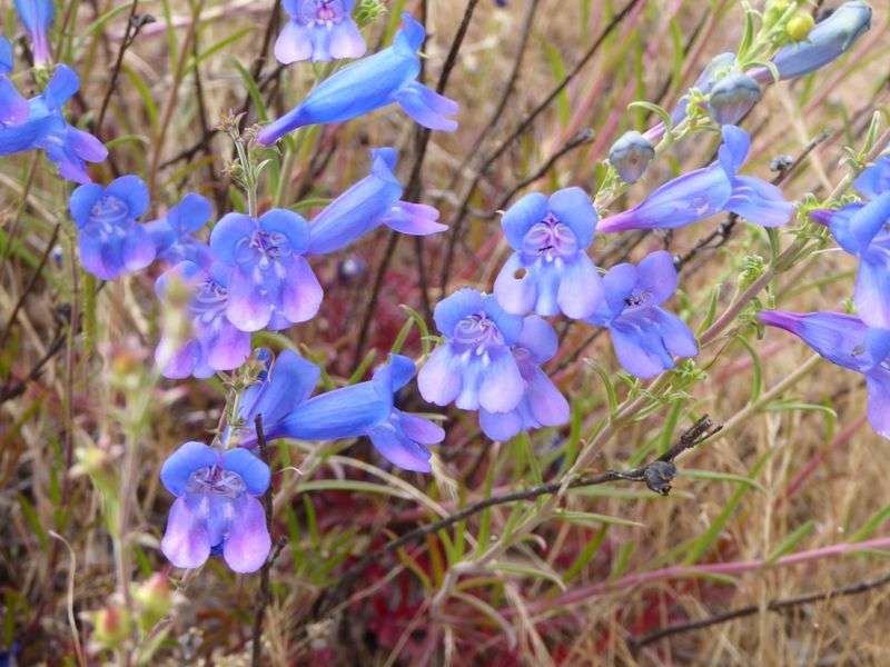 Foothill Penstemon Keeps Spring Color Going