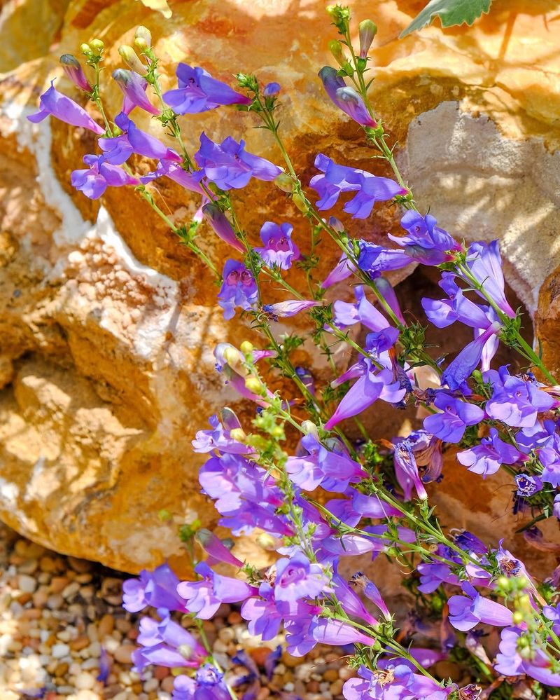 Foothill Penstemon