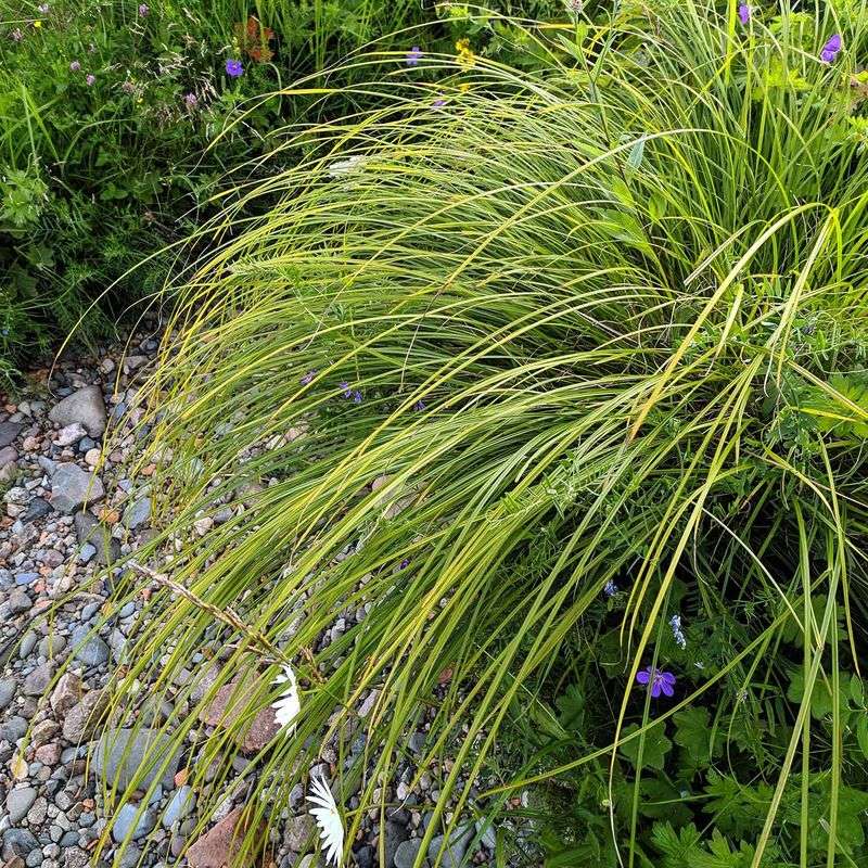 Foothill Sedge
