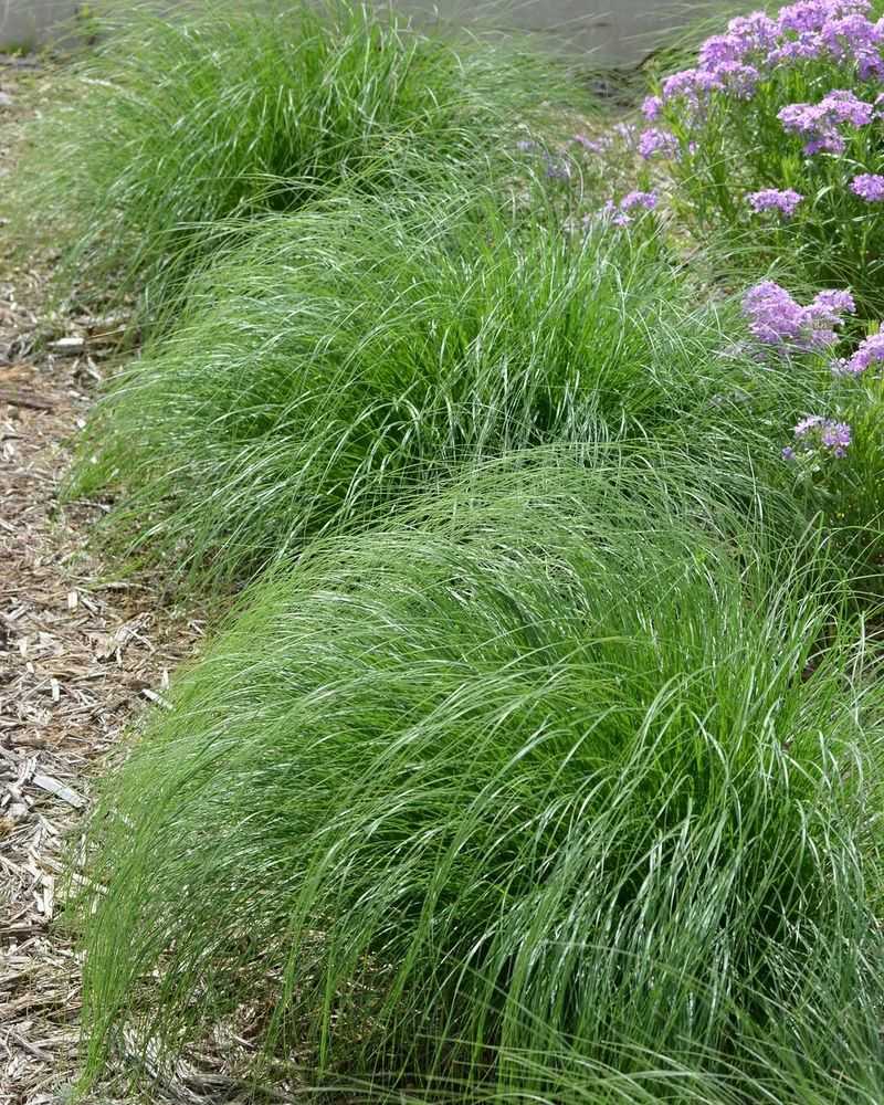 Foothill Sedge