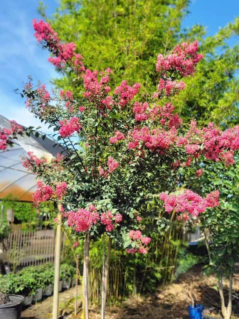 Forcing Constant Heavy Pruning