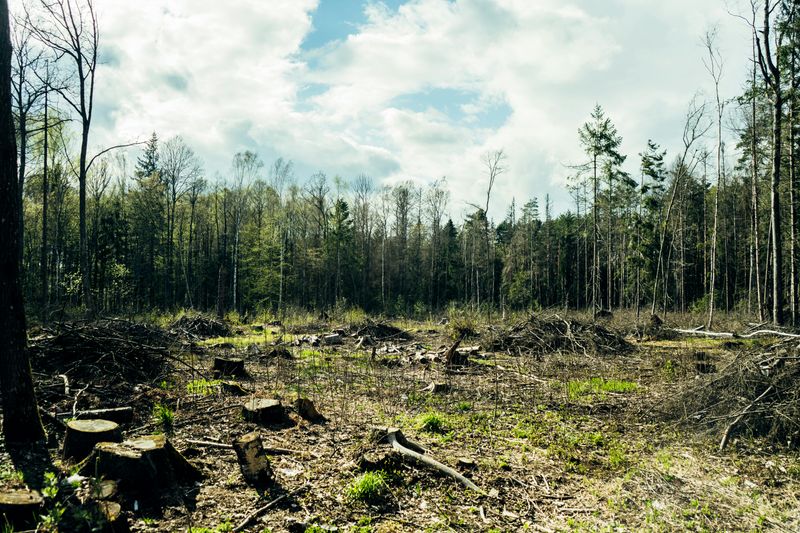 Forest Conservation Act Violations Require Mandatory Reforestation