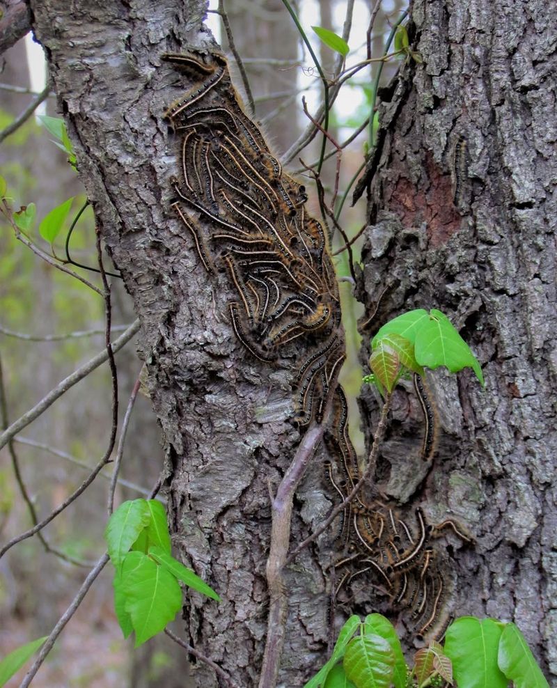 Forest Tent Caterpillar Outbreaks In Pennsylvania Woodlands And Yards