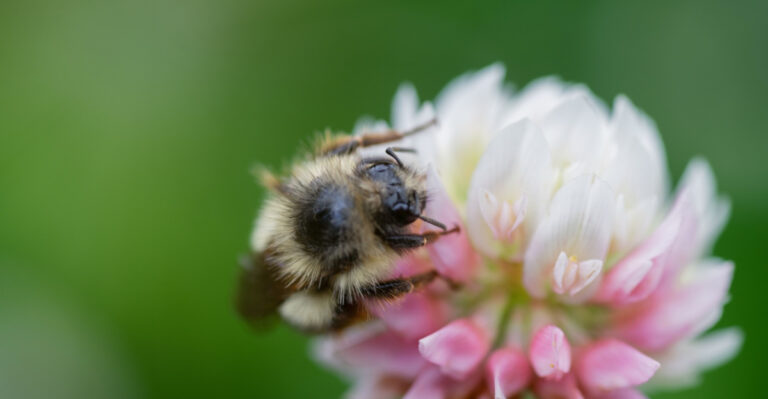 Forget Grass, Illinois Gardeners Just Found Better Things To Plant This May