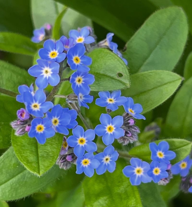 Forget-Me-Nots Spread Fast In Cool Oregon Gardens Forget-Me-Nots Spread Fast In Cool Oregon Gardens