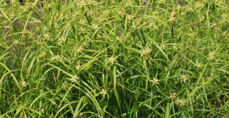 Forget Mulch, These Native Illinois Plants Look Better, Work Harder, And Come Back Every Year
