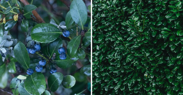 Forget The Fence, Maryland’s Native Shrub Is Taking Over Backyards