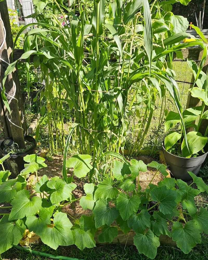 Forgetting Succession Planting Forgetting Succession Planting