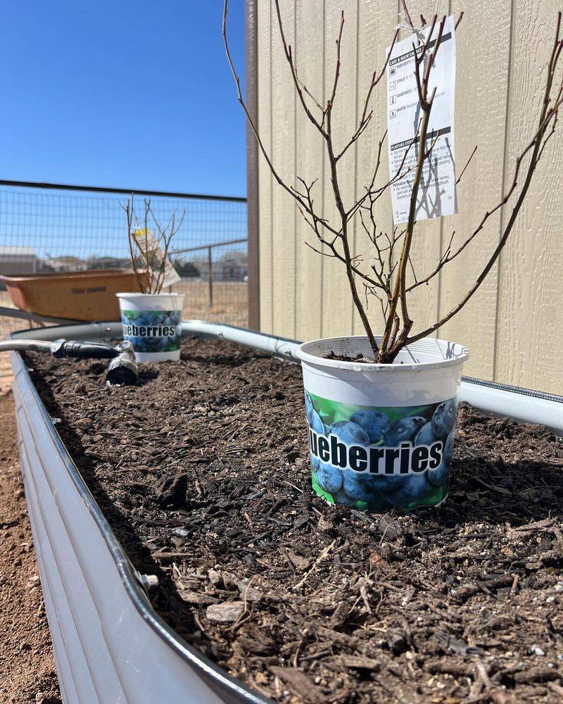 Forgetting That Blueberries Need Acidic Soil To Thrive