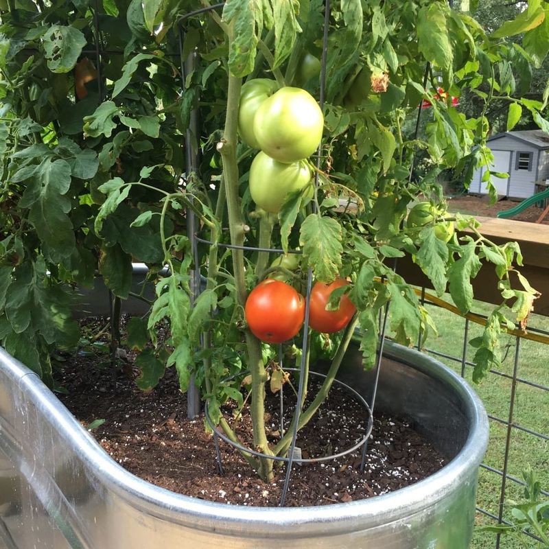 Forgetting That Containers Heat And Cool Much Faster Than Ground Soil