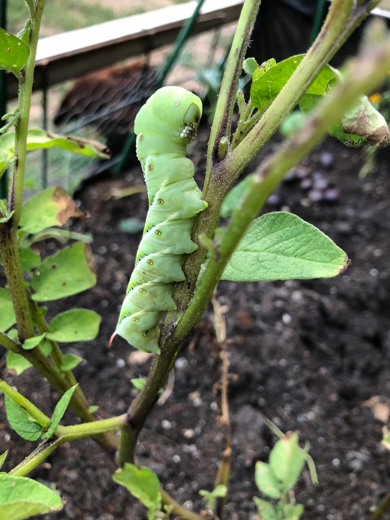 Forgetting To Check For Hornworms