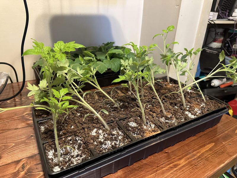 Forgetting To Harden Off Nursery Starts Forgetting To Harden Off Nursery Starts