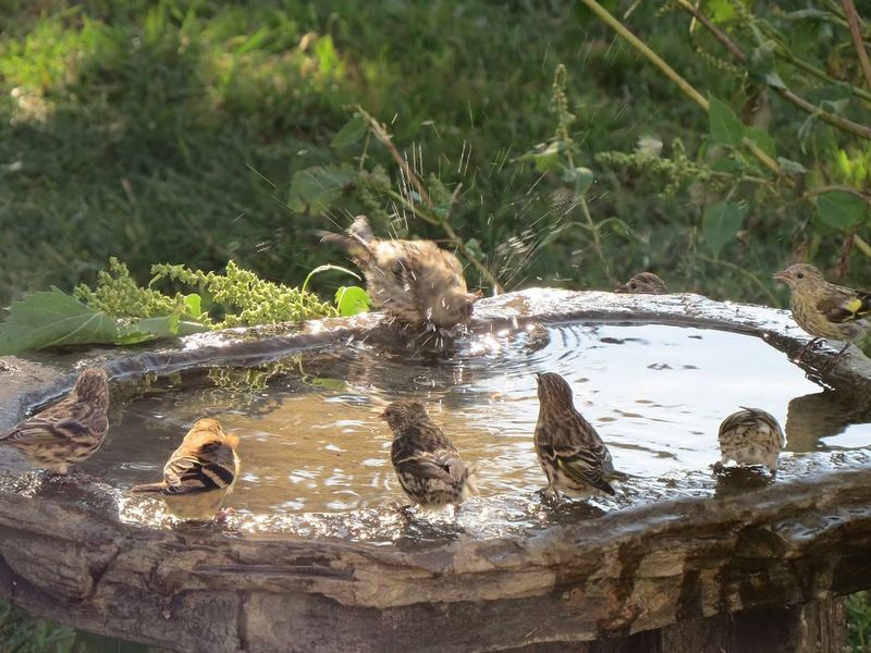 Forgetting To Refresh Birdbath Water Frequently