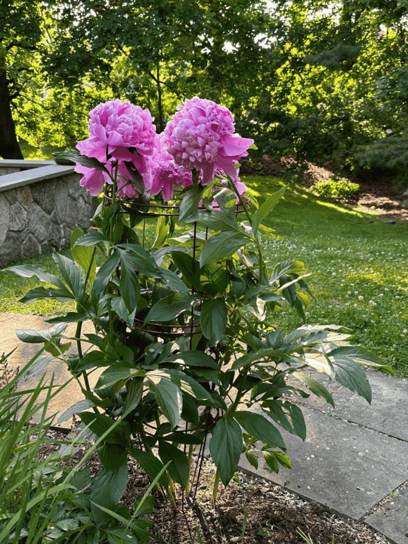 Forgetting To Support Tall Plants Early Leads To Storm Damage Later