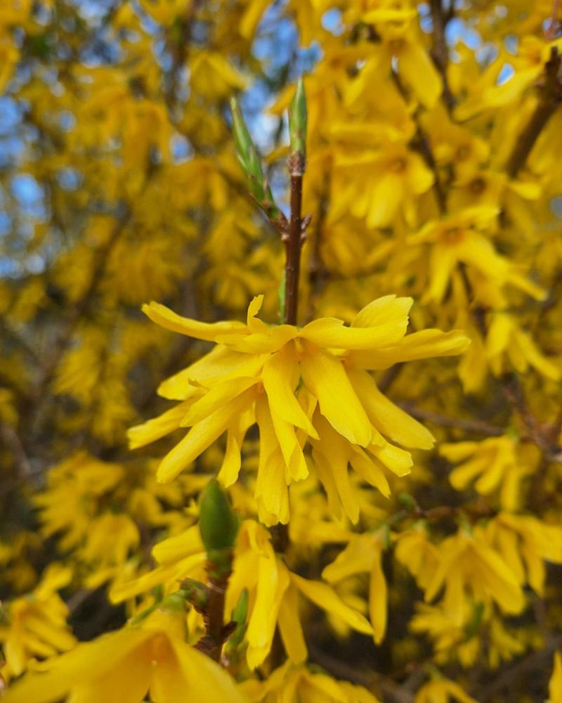 Forsythia