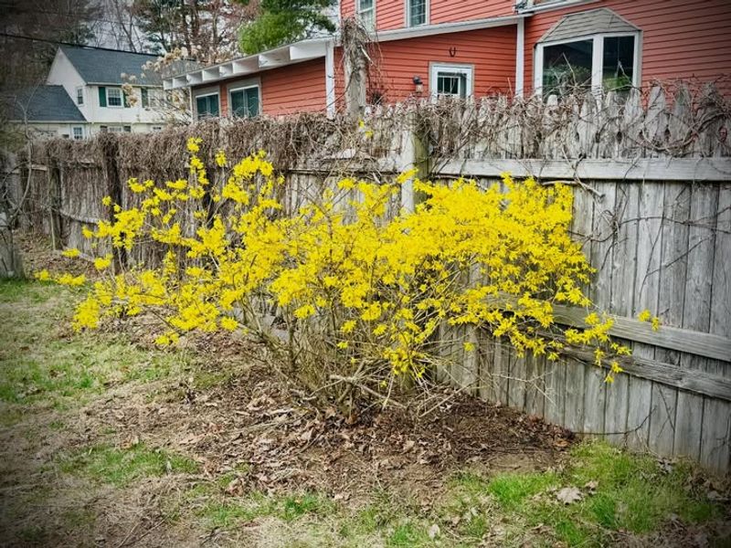 Forsythia