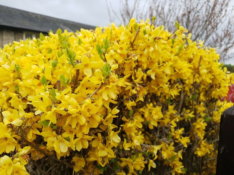 Forsythia Branches Need Time After Blooming To Recover Properly