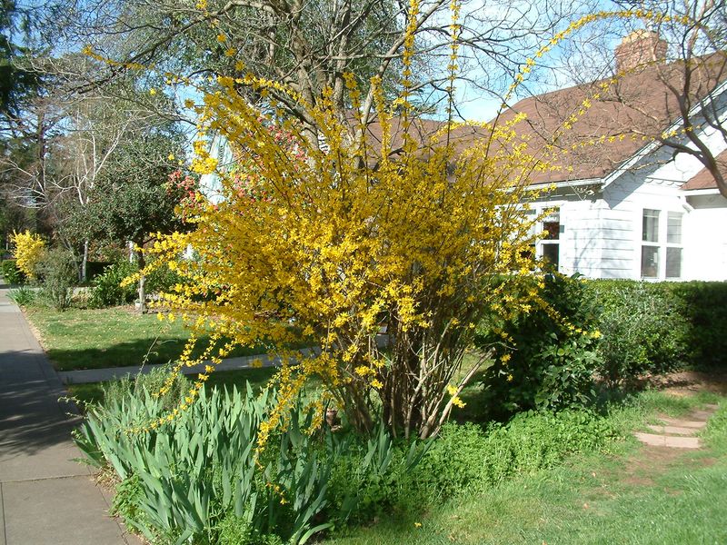 Forsythia Is Wisconsin’s First Sign Of Spring