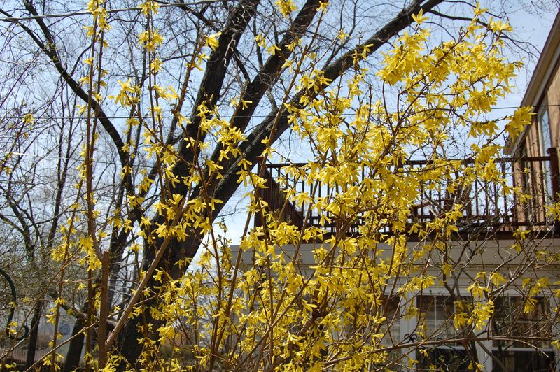 Forsythia Turns Messy When It Outgrows Its Space