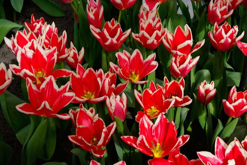 Fosteriana Tulips (Tulipa Fosteriana Hybrids)