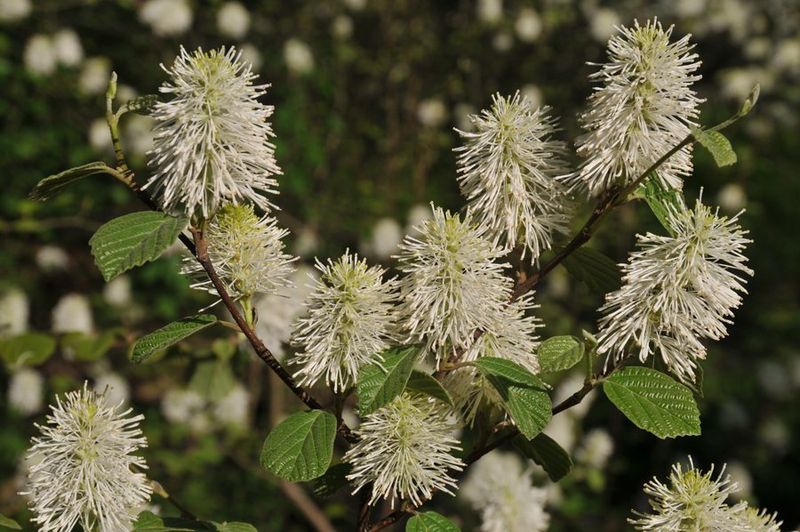 Fothergilla Fothergilla