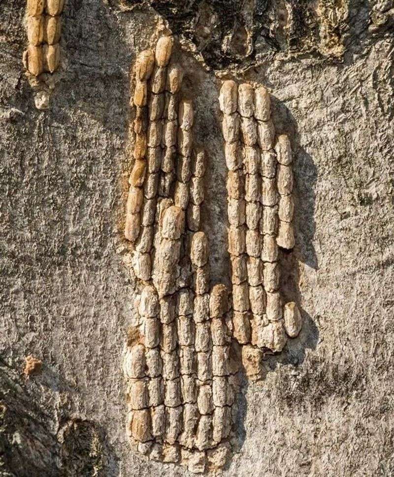 Egg masses of Spotted Lanternfly
