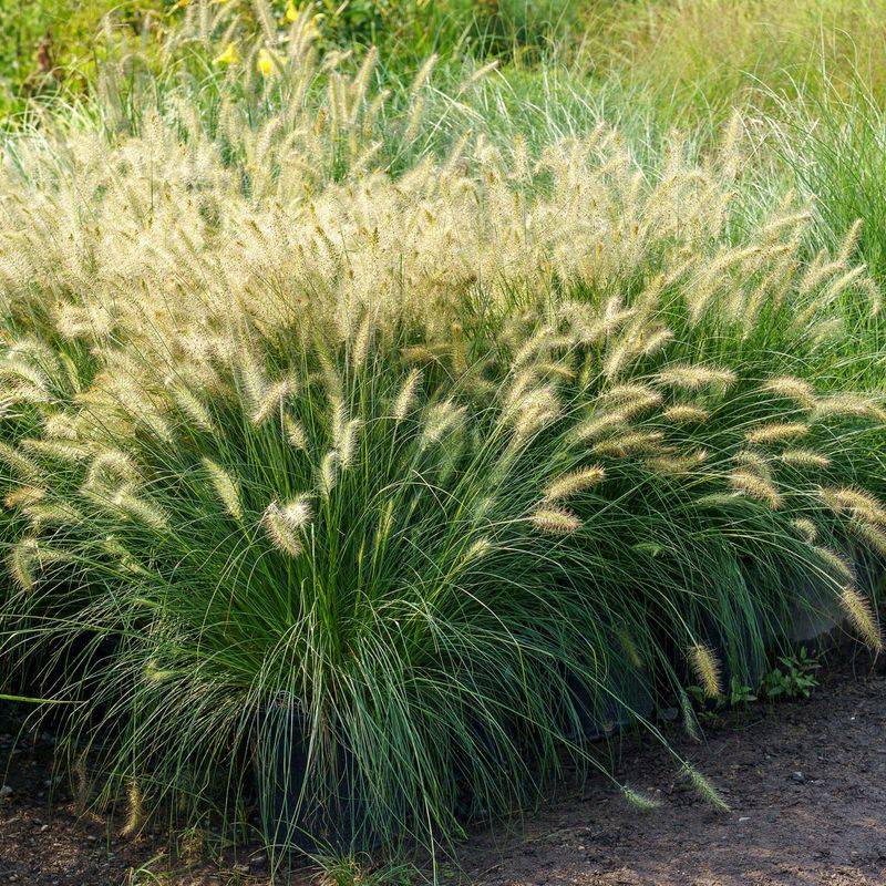 Fountain Grass Can Spread Far Beyond One Planting Area Fountain Grass Can Spread Far Beyond One Planting Area