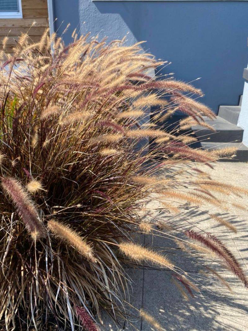 Fountain Grass Is Prettier In Pots Than In Wildlands Fountain Grass Is Prettier In Pots Than In Wildlands