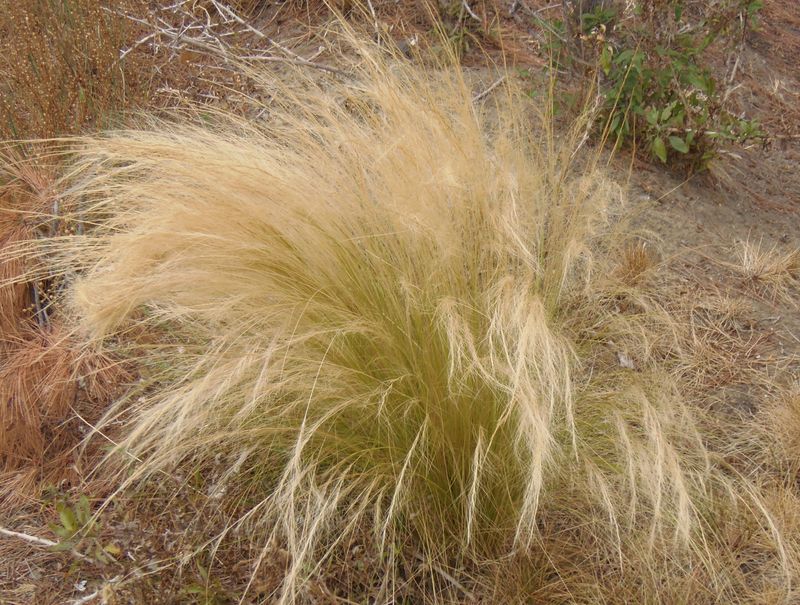 Fountain Grass