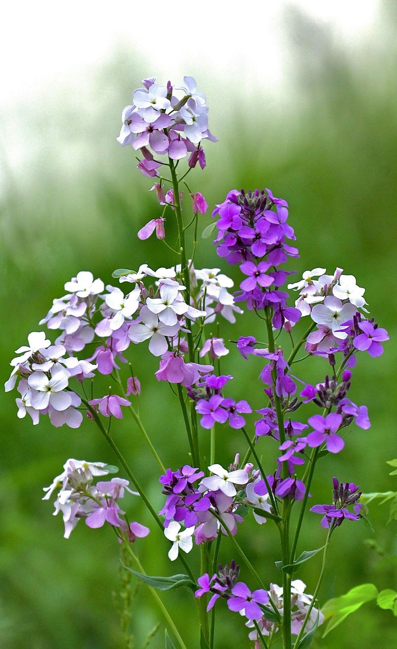 Four Petals That Give It Away