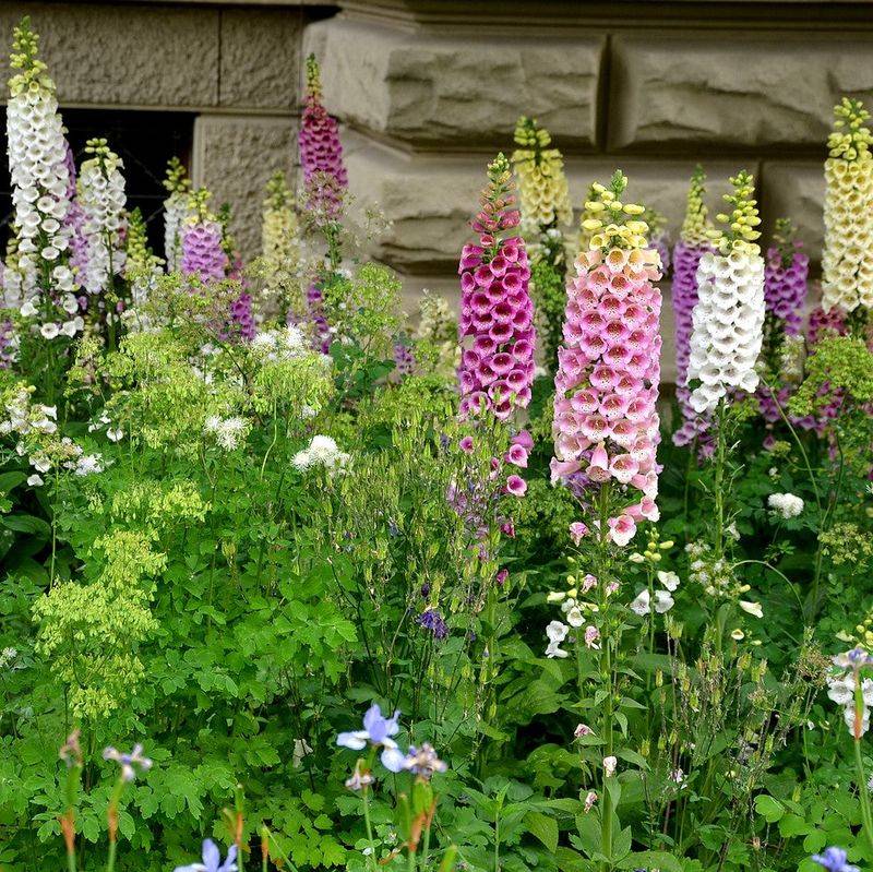 Foxglove Adds Height Deer Often Leave Alone