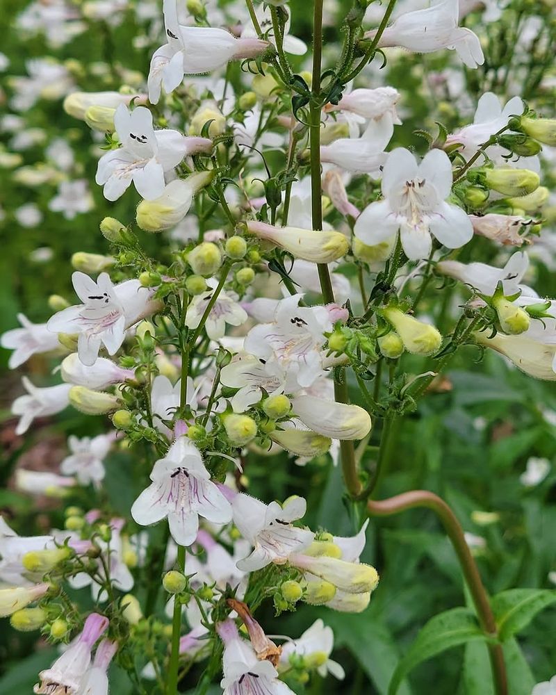 Foxglove Beardtongue Foxglove Beardtongue