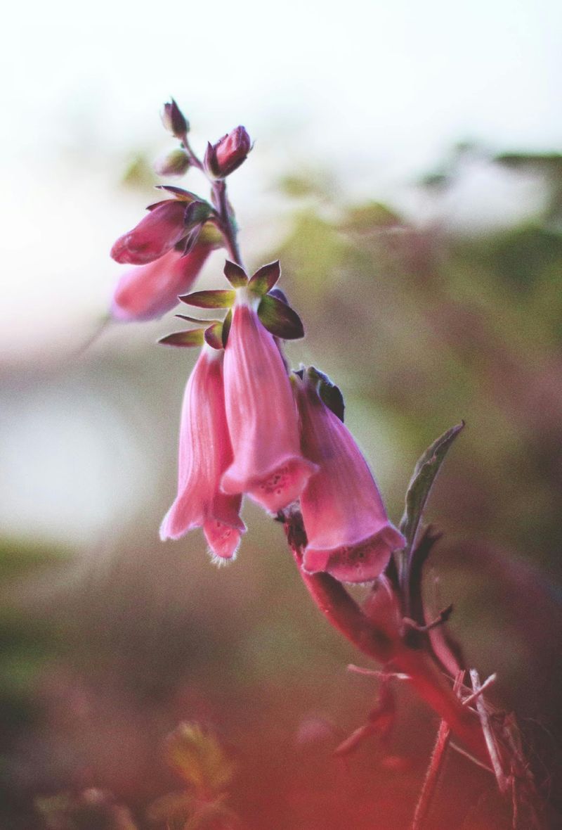Foxglove Beardtongue
