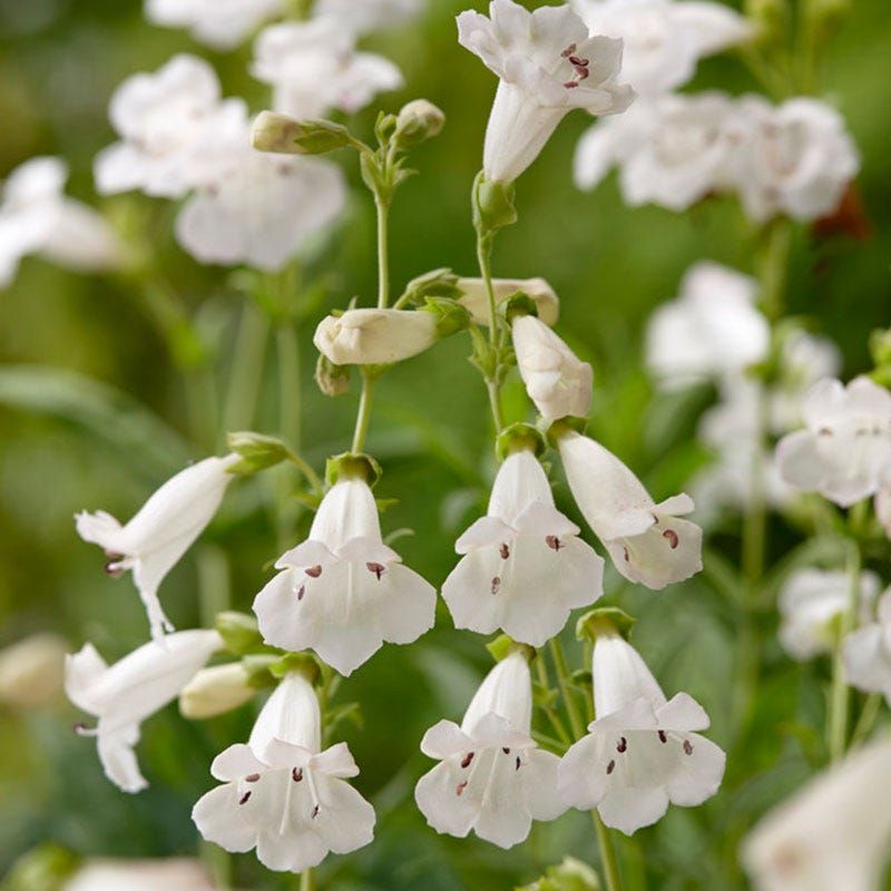 Foxglove Beardtongue Bridges The May To June Gap