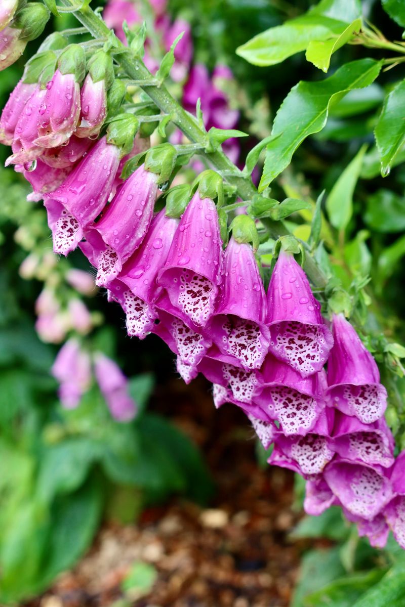 Foxglove Beardtongue