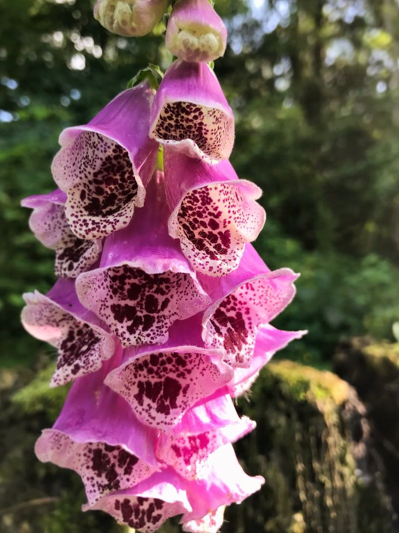 Foxglove