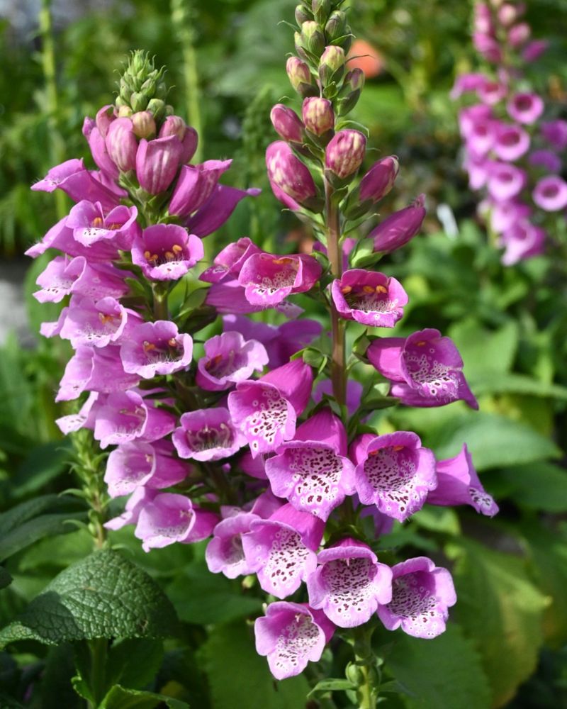 Foxgloves