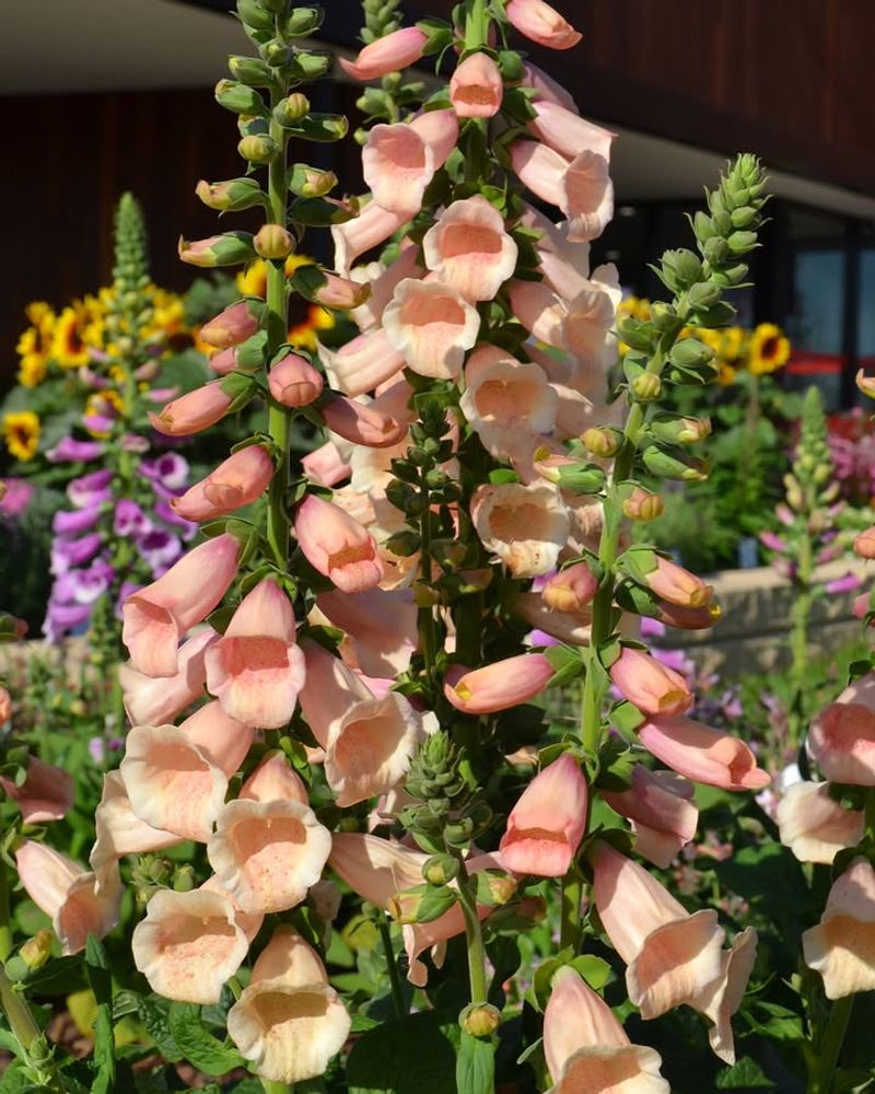 Foxgloves Bring Classic Cottage Charm To Ohio Gardens Foxgloves Bring Classic Cottage Charm To Ohio Gardens