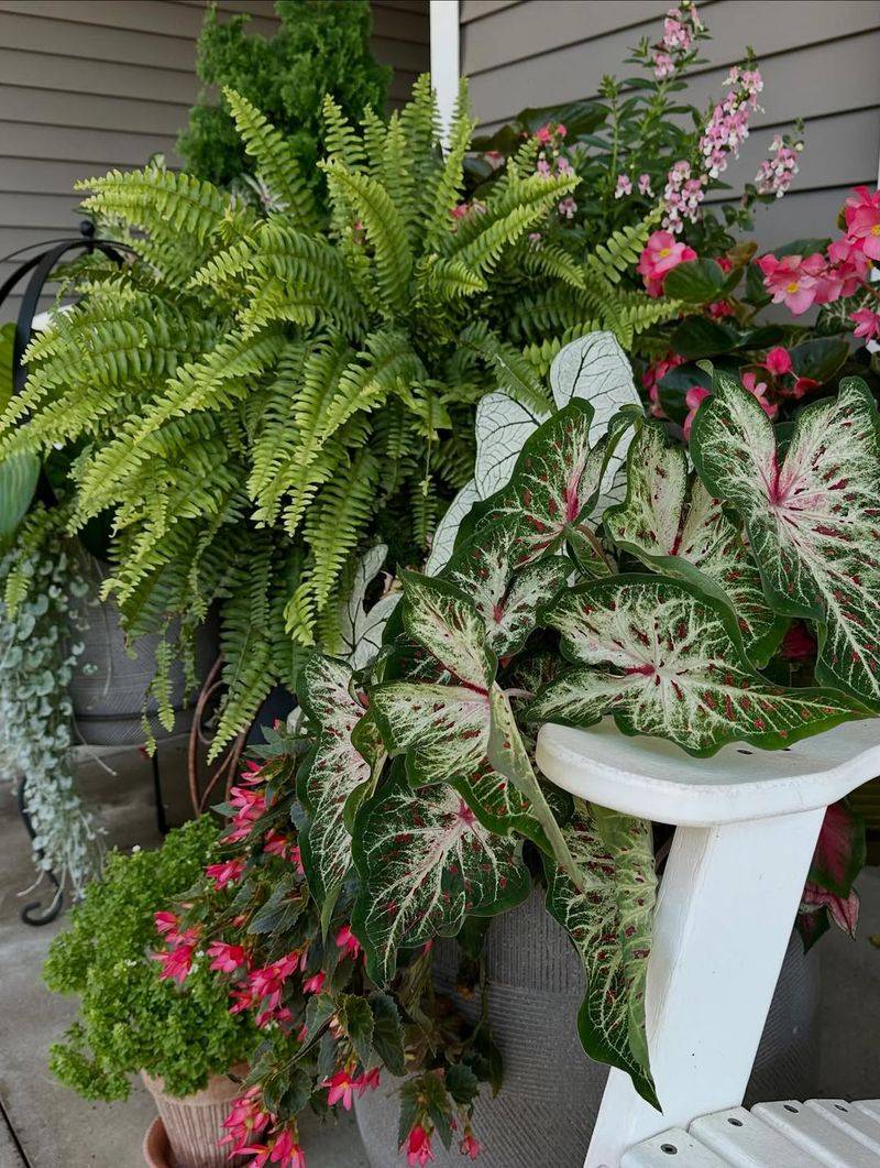 Foxtail Fern And Begonias Look Full Without Fuss
