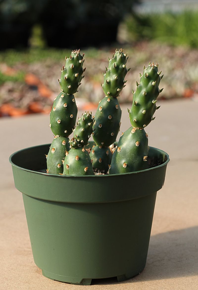 Fragile Prickly Pear (Opuntia Fragilis)