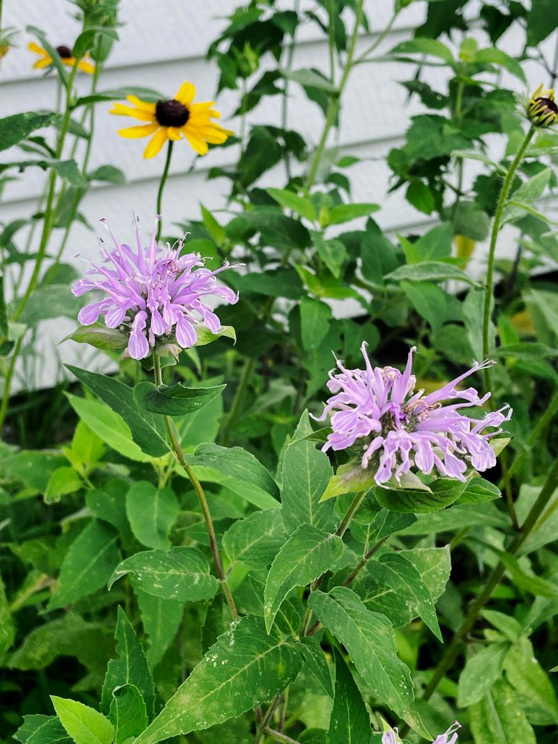 Fragrant Foliage Adds Extra Garden Value Fragrant Foliage Adds Extra Garden Value