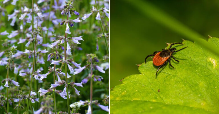 sage and a tick on a leaf