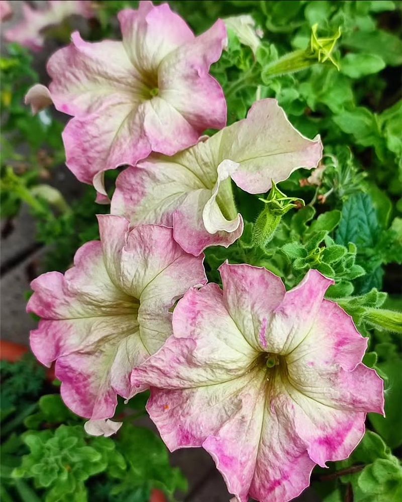 Fragrant Petunias Add Evening Scent To Patio Pots