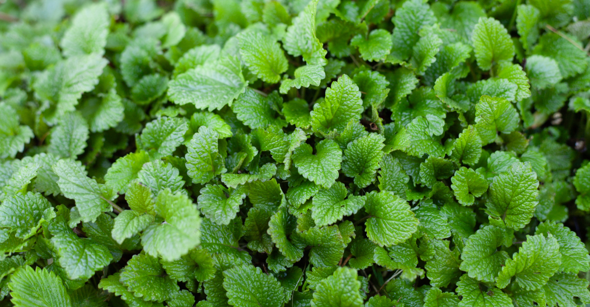 lemon balm