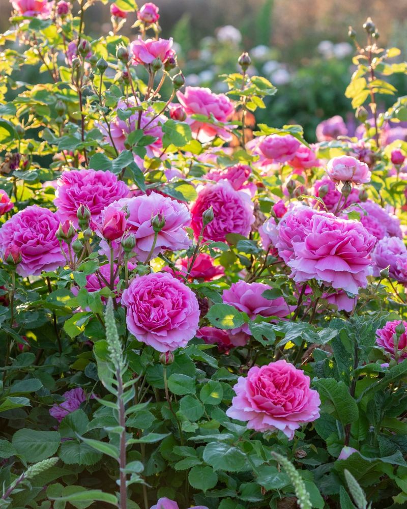 Fragrant Roses Bring Classic Summer Perfume To Borders