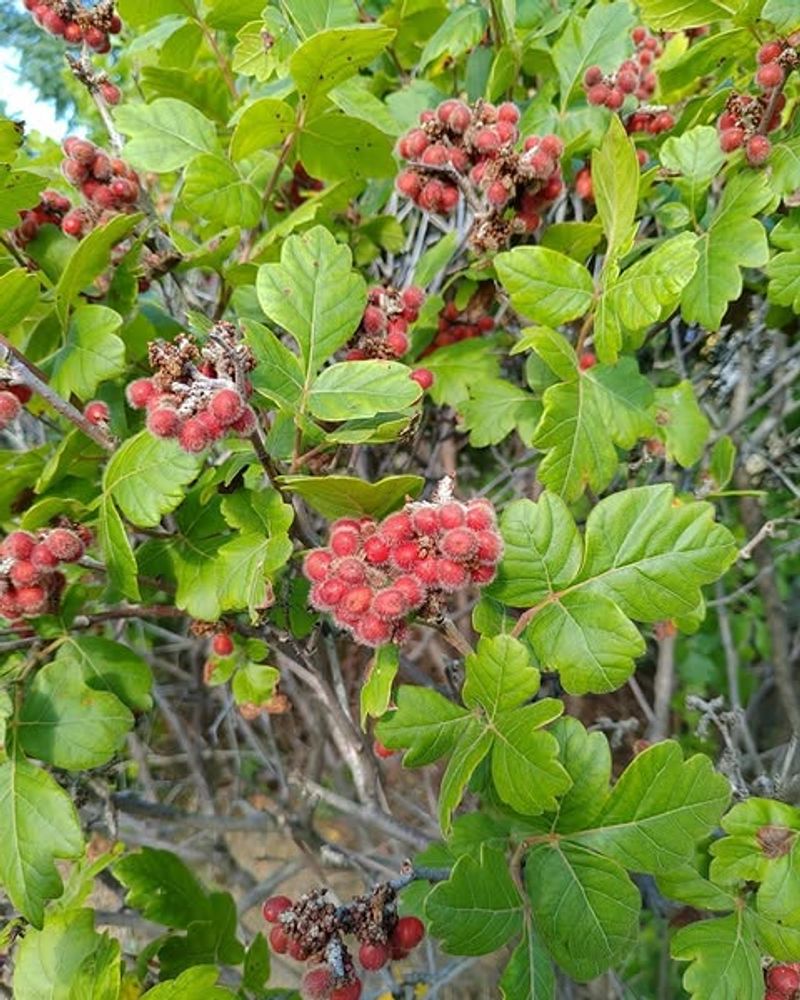 Fragrant Sumac