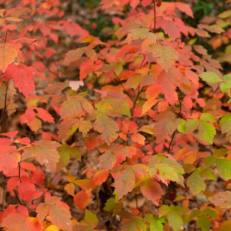 Fragrant Sumac