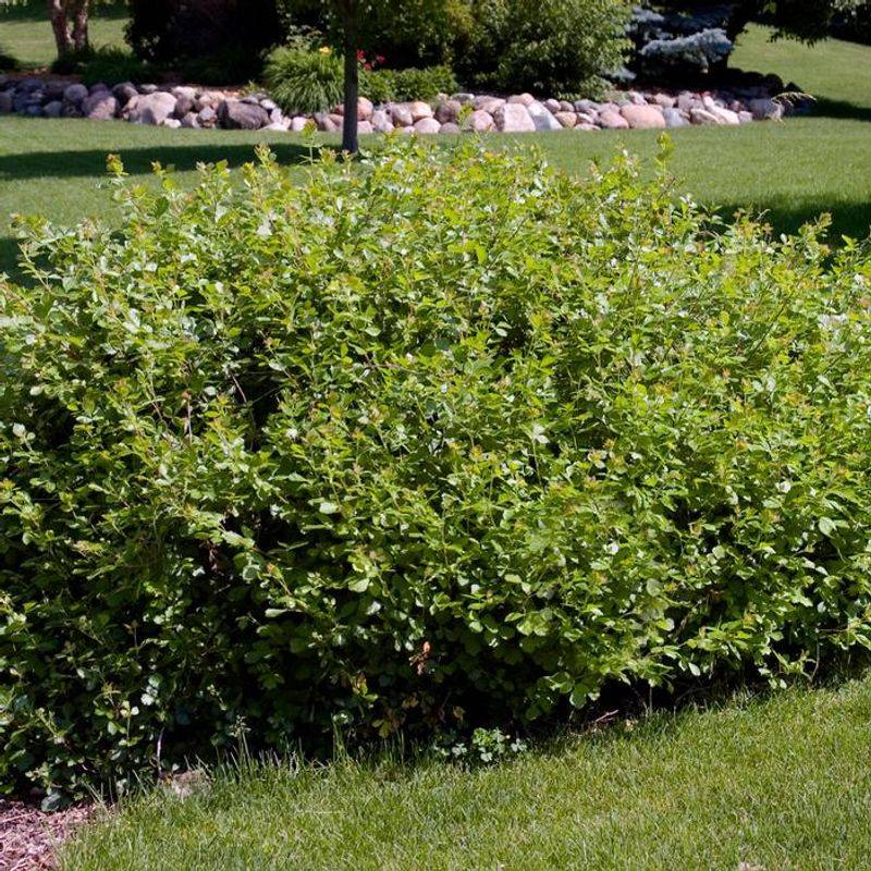 Fragrant Sumac Fragrant Sumac