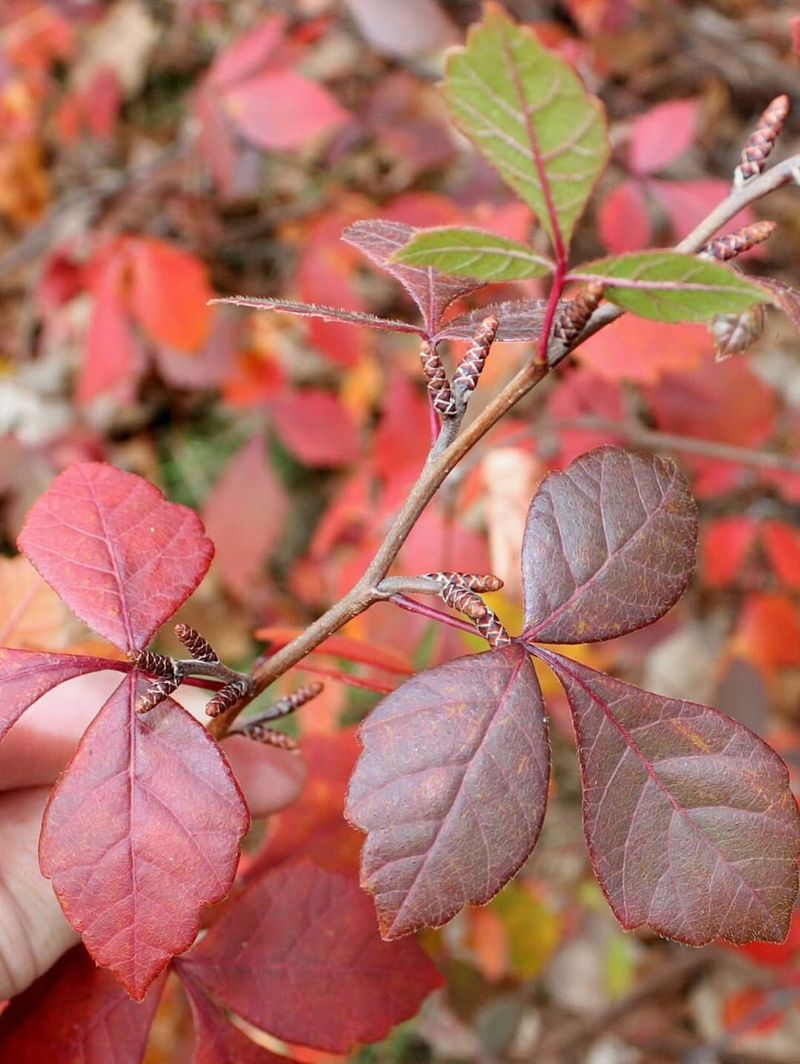 Fragrant Sumac Fragrant Sumac